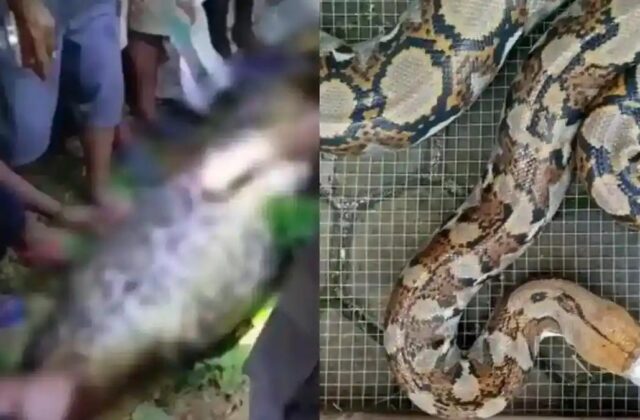 Sự Xuất Hiện Kỳ Quái: Người Đàn Ông Bị Trăn Khổng Lồ Nuốt Chửng Tại Indonesia