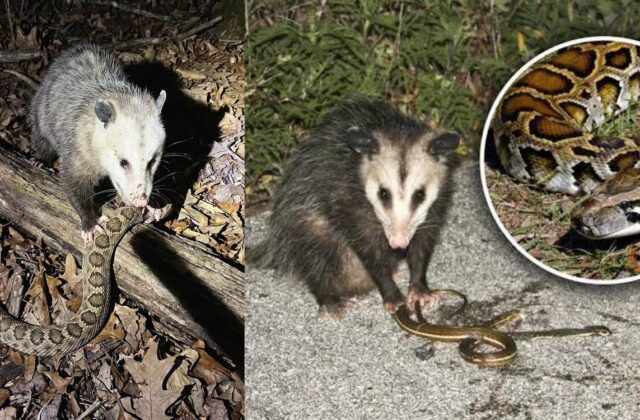 Khám Phá Đặc Điểm Kỳ Diệu Của Opossum và Tiềm Năng Cách Mạng Y Học