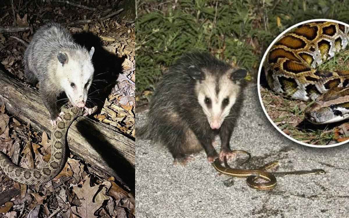Khám Phá Đặc Điểm Kỳ Diệu Của Opossum và Tiềm Năng Cách Mạng Y Học