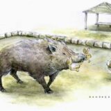 Câu Chuyện Thú Vị Về Hệ Sinh Thái Ở Đảo Thỏ Nhật Bản