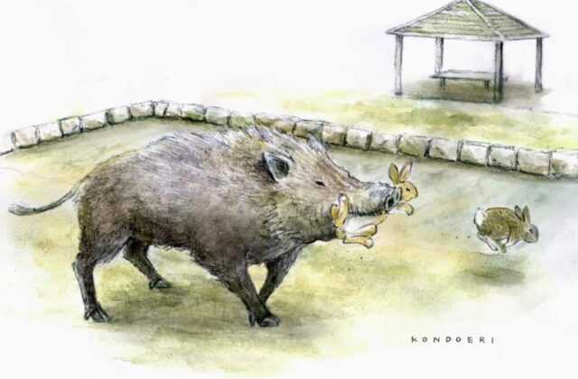 Câu Chuyện Thú Vị Về Hệ Sinh Thái Ở Đảo Thỏ Nhật Bản