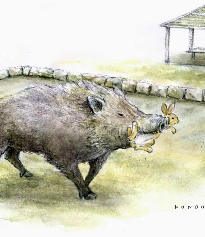 Câu Chuyện Thú Vị Về Hệ Sinh Thái Ở Đảo Thỏ Nhật Bản