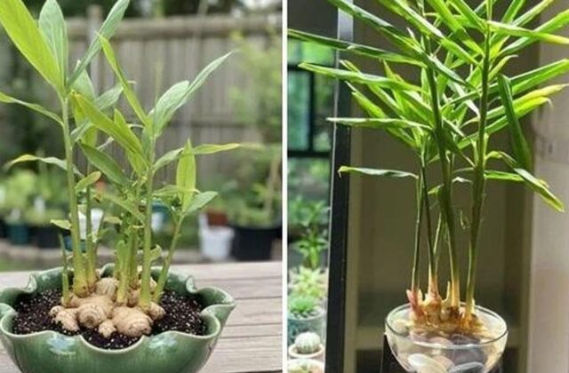 Trồng chậu gừng trong nhà: lợi ích thực tế và cách chăm dễ áp dụng