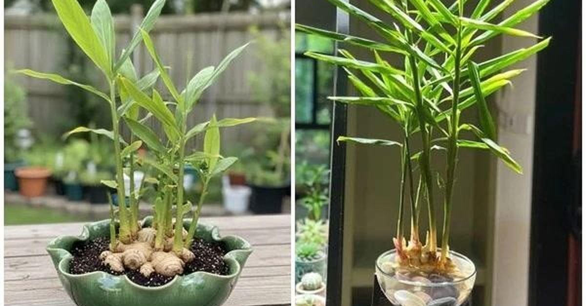 Trồng chậu gừng trong nhà: lợi ích thực tế và cách chăm dễ áp dụng